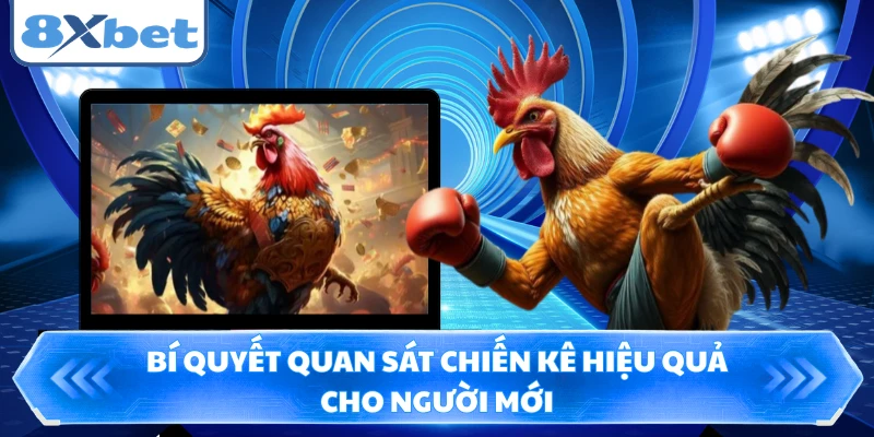 Bí quyết quan sát chiến kê hiệu quả cho người mới